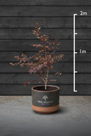 Japanese Maple Multi-Stem Trees | Acer Palmatum Atropurpureum