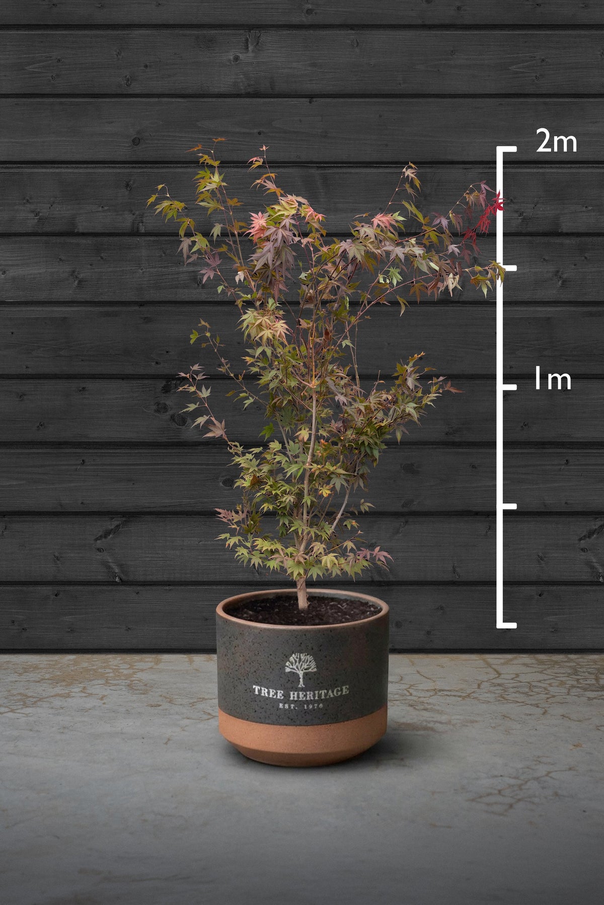Japanese Maple Multi-Stem Trees | Acer Palmatum Atropurpureum