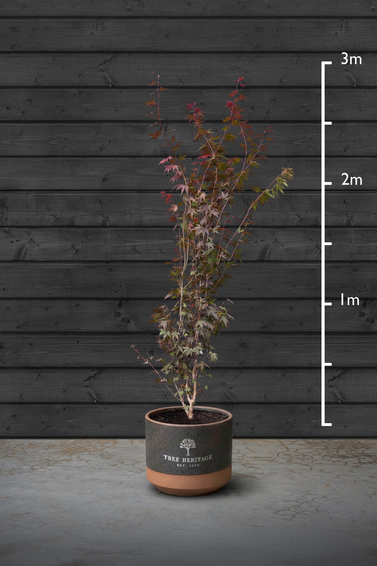 Japanese Maple Multi-Stem Trees | Acer Palmatum Atropurpureum