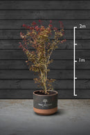 Japanese Maple Multi-Stem Trees | Acer Palmatum Atropurpureum
