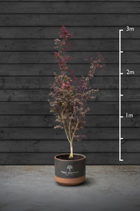 Japanese Maple Multi-Stem Trees | Acer Palmatum Atropurpureum