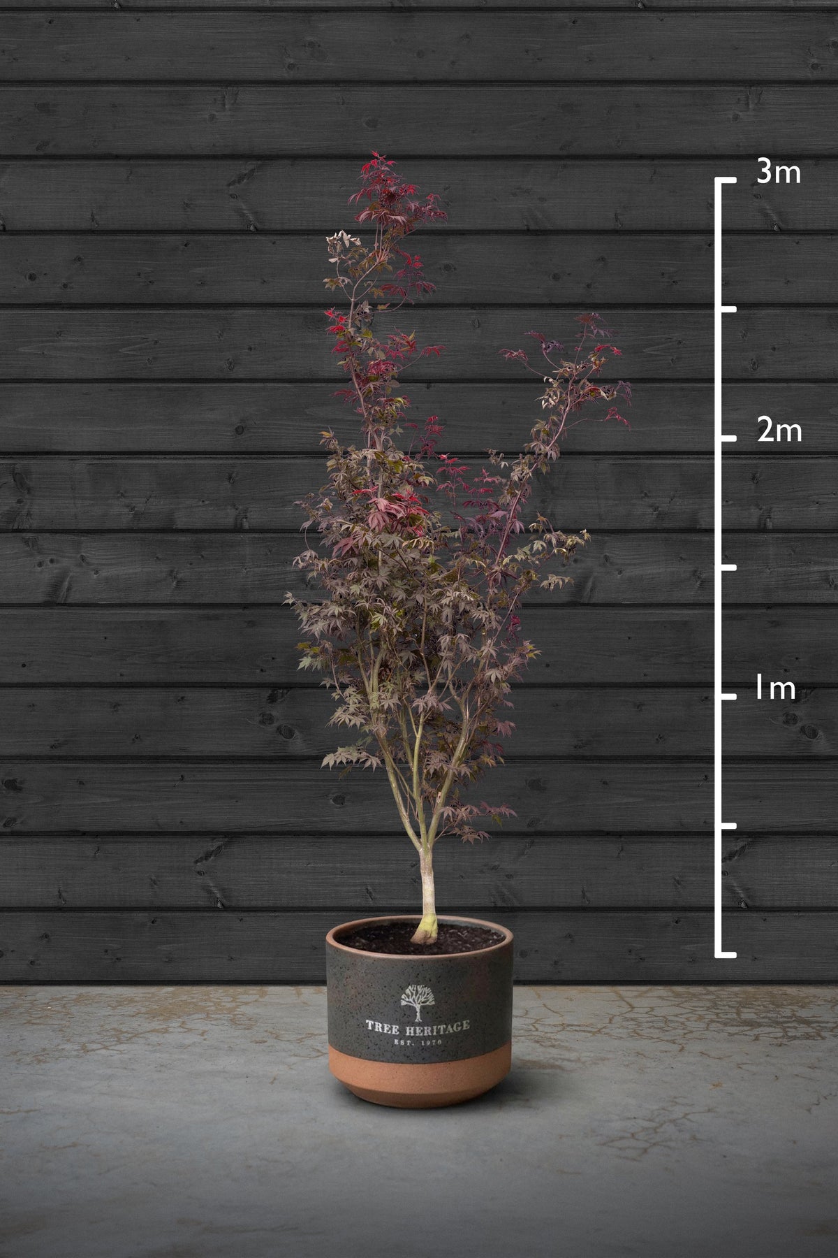 Japanese Maple Multi-Stem Trees | Acer Palmatum Atropurpureum