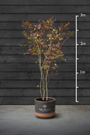 Japanese Maple Multi-Stem Trees | Acer Palmatum Atropurpureum