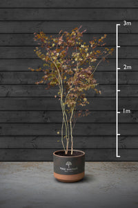 Japanese Maple Multi-Stem Trees | Acer Palmatum Atropurpureum