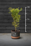 Japanese Maple Multi-Stem Trees | Acer Palmatum Sango Kaku