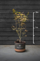 Japanese Maple Multi-Stem Trees | Acer Palmatum Sango Kaku