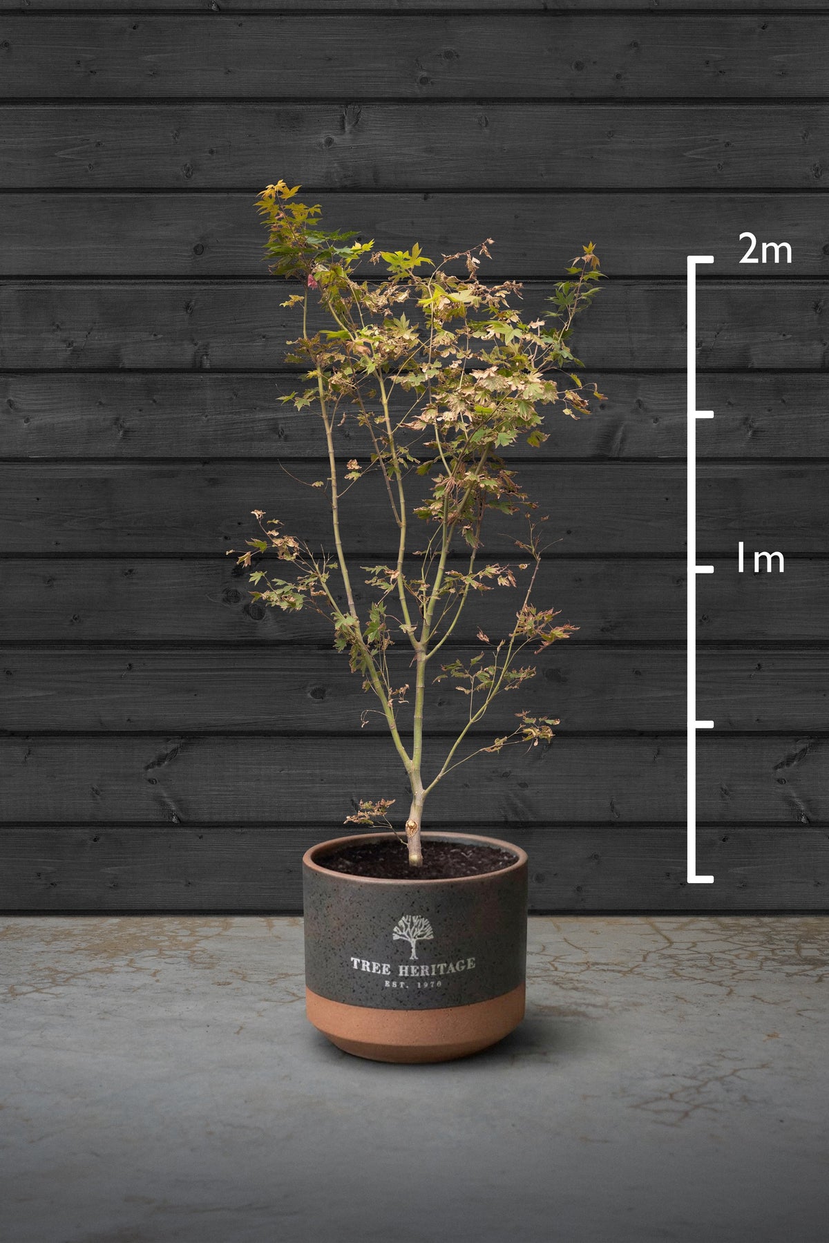 Japanese Maple Multi-Stem Trees | Acer Palmatum Sango Kaku