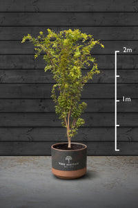Japanese Maple Multi-Stem Trees | Acer Palmatum Sango Kaku