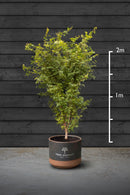 Japanese Maple Multi-Stem Trees | Acer Palmatum Sango Kaku