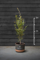 Japanese Maple Multi-Stem Trees | Acer Palmatum Sango Kaku