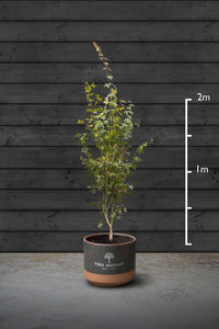 Japanese Maple Multi-Stem Trees | Acer Palmatum Sango Kaku