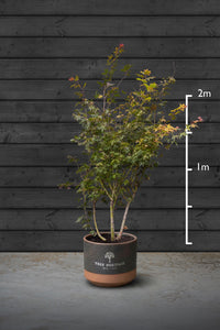 Japanese Maple Multi-Stem Trees | Acer Palmatum Sango Kaku