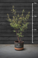 Japanese Maple Multi-Stem Trees | Acer Palmatum Sango Kaku