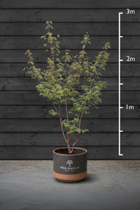 Japanese Maple Multi-Stem Trees | Acer Palmatum Sango Kaku