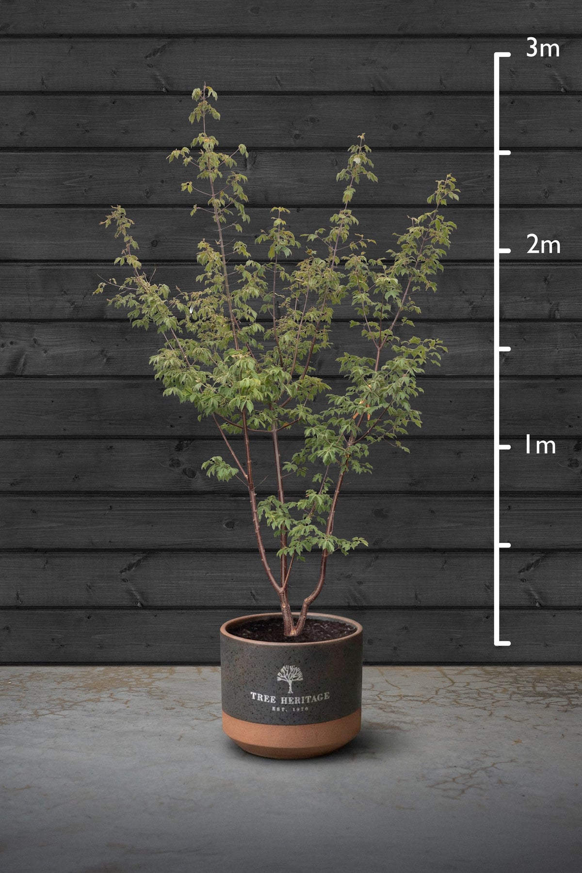 Japanese Maple Multi-Stem Trees | Acer Palmatum Sango Kaku