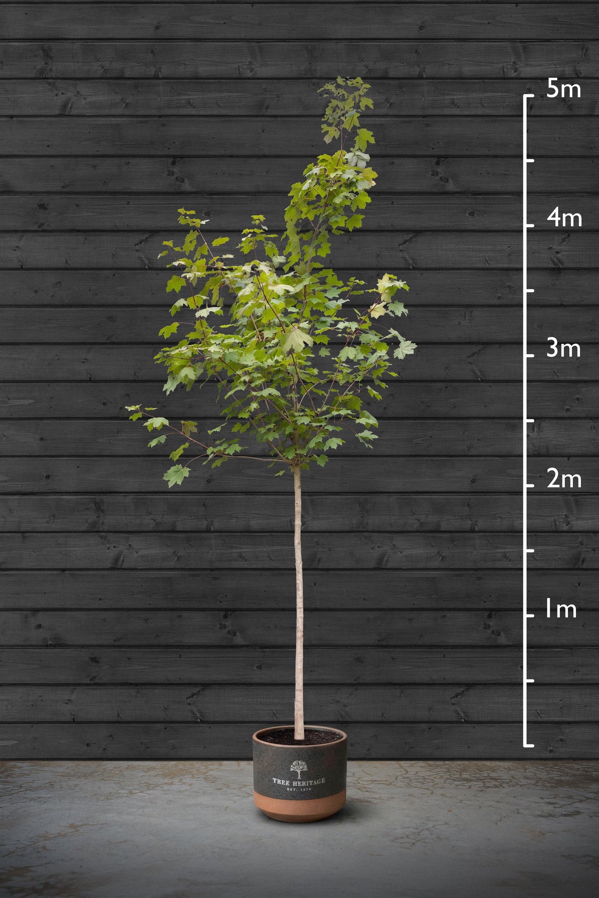 14-16cm