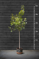 Norway Maple | Acer Platanoides Standard Trees