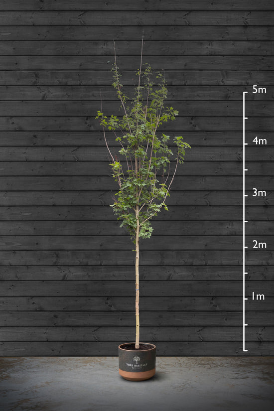 Norway Maple | Acer Platanoides Standard Trees