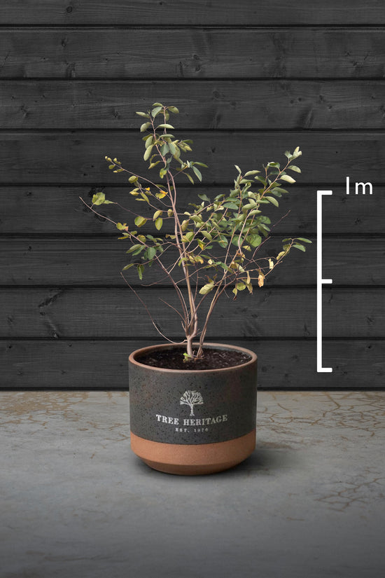 Amelanchier Multi-Stem Trees | Amelanchier Lamarckii