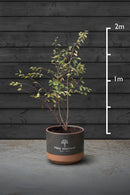 Amelanchier Multi-Stem Trees | Amelanchier Lamarckii
