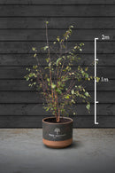 Amelanchier Multi-Stem Trees | Amelanchier Lamarckii