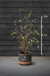Amelanchier Multi-Stem Trees | Amelanchier Lamarckii