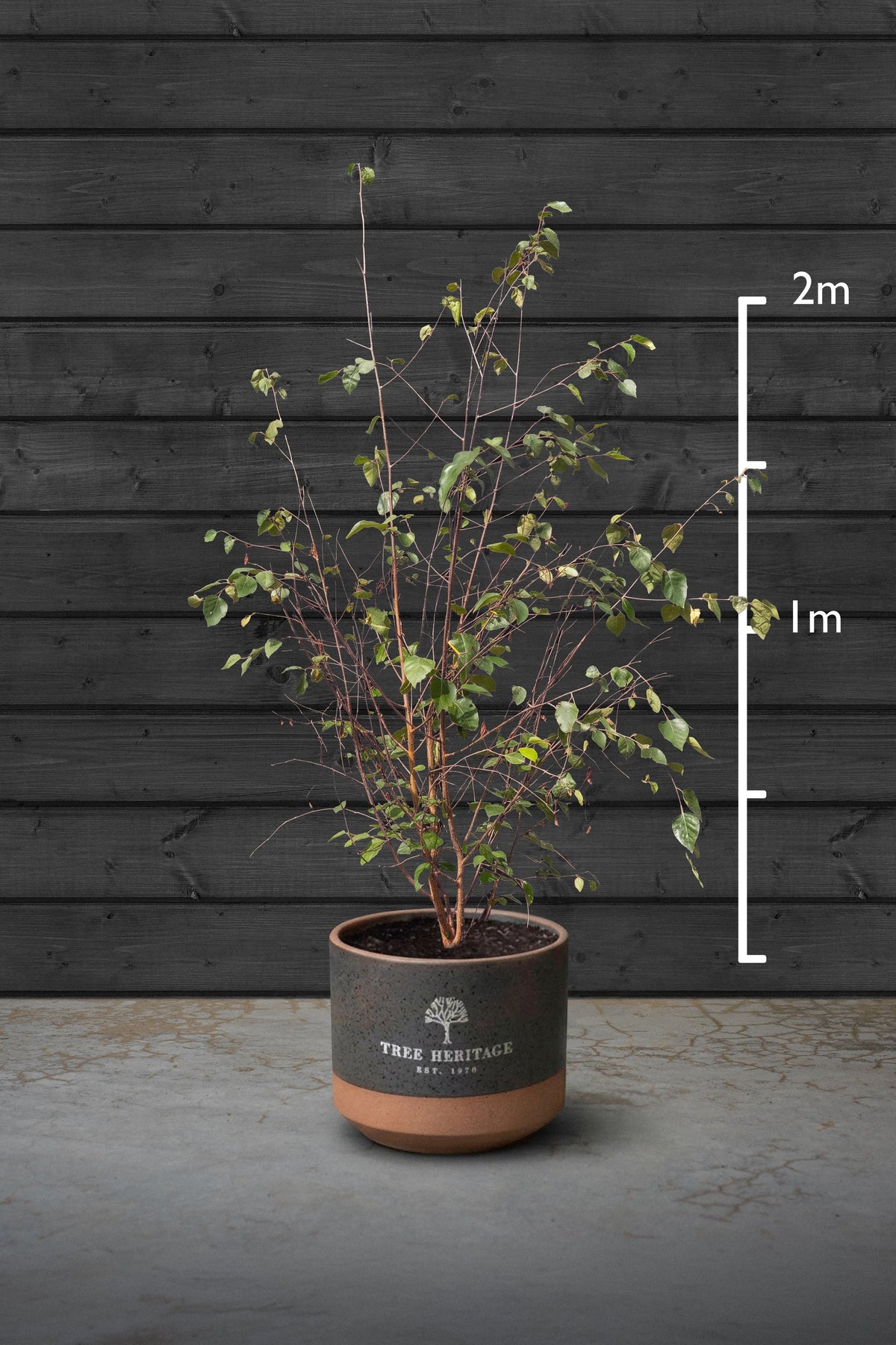 Amelanchier Multi-Stem Trees | Amelanchier Lamarckii