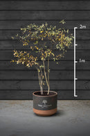 Amelanchier Multi-Stem Trees | Amelanchier Lamarckii