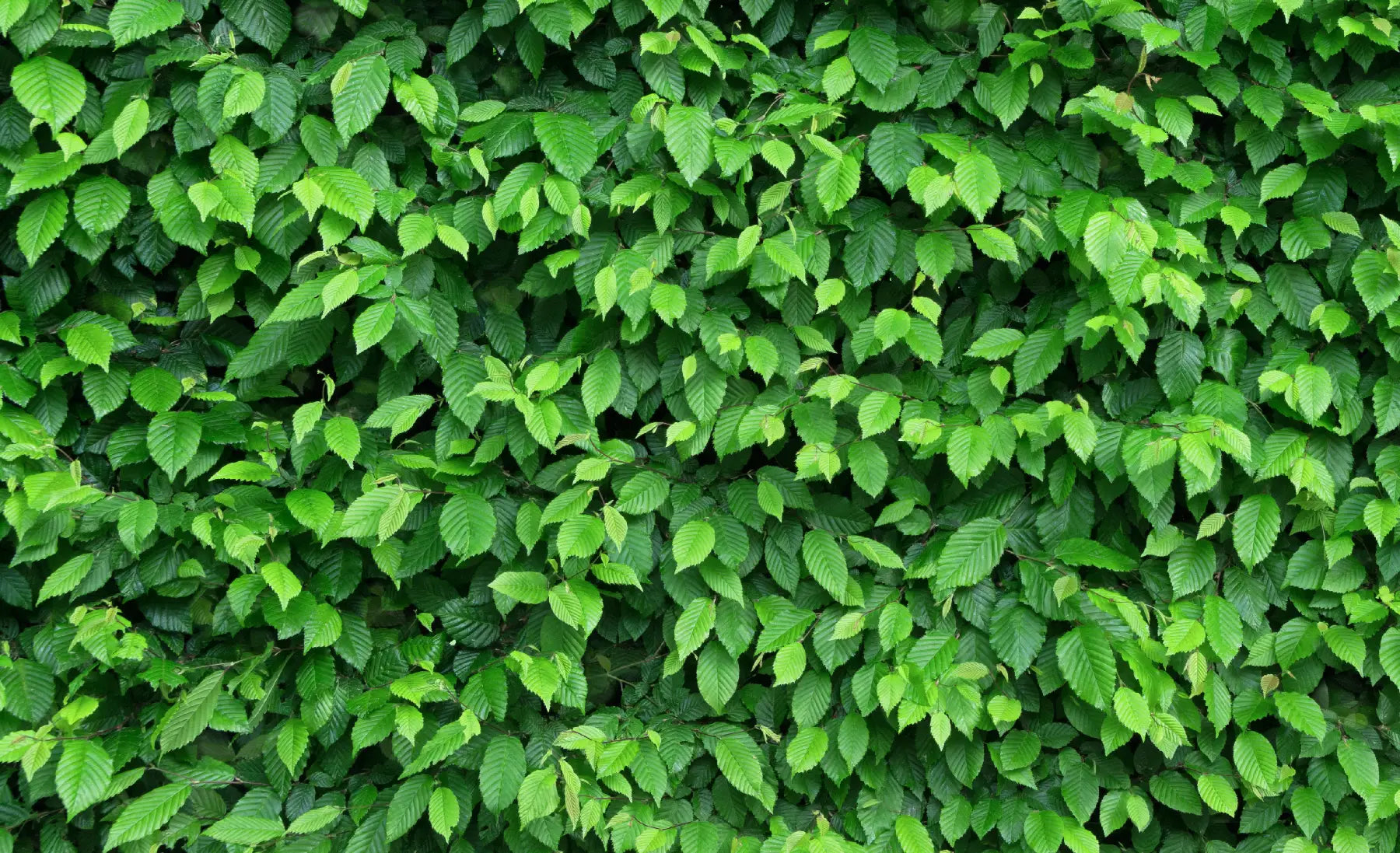Buy Beech Hedging Plants | Fagus Sylvatica – Tree Heritage Nursery