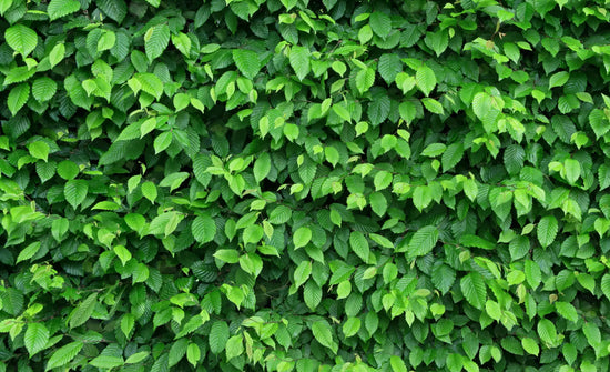 Beech Hedging