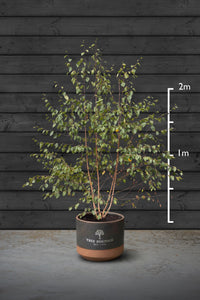Himalayan Birch Multi-Stem Trees | Betula Utilis