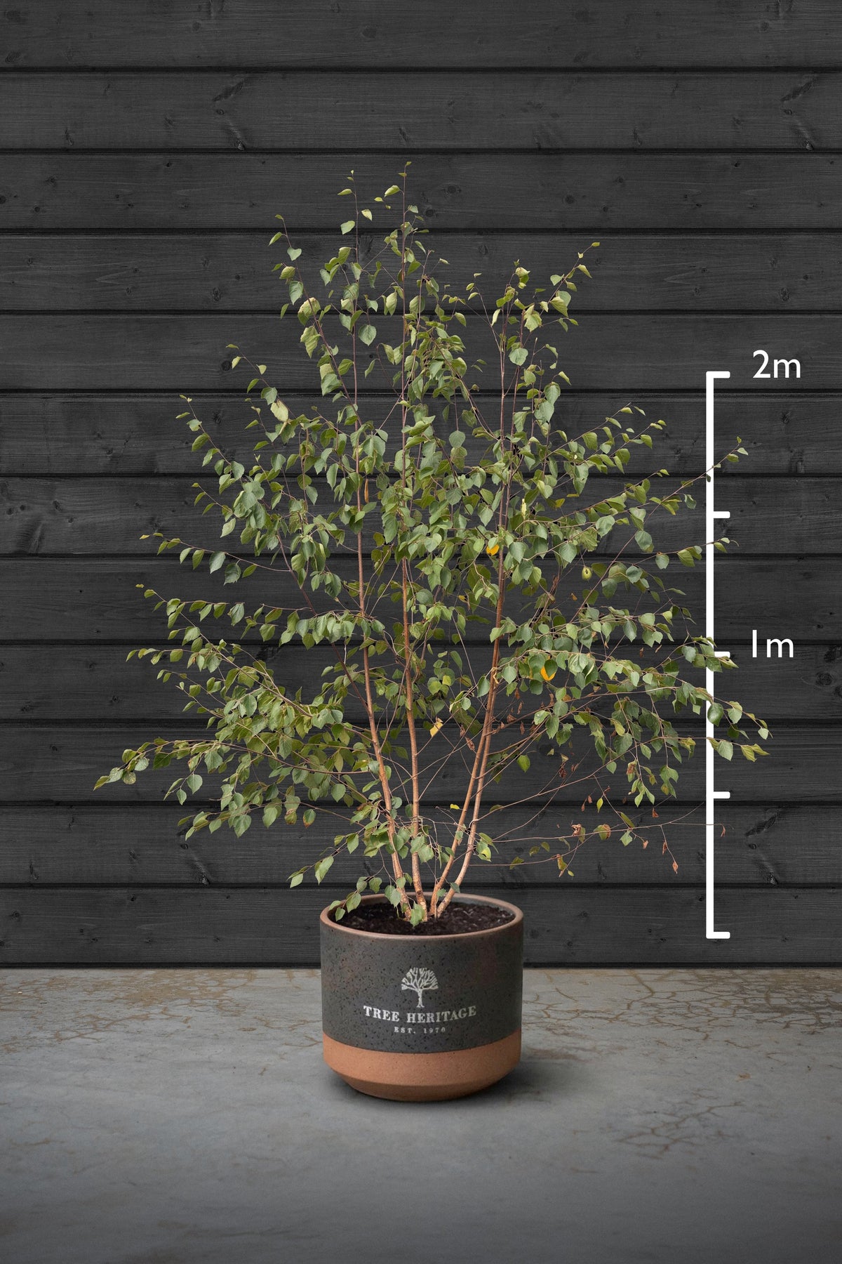 Himalayan Birch Multi-Stem Trees | Betula Utilis