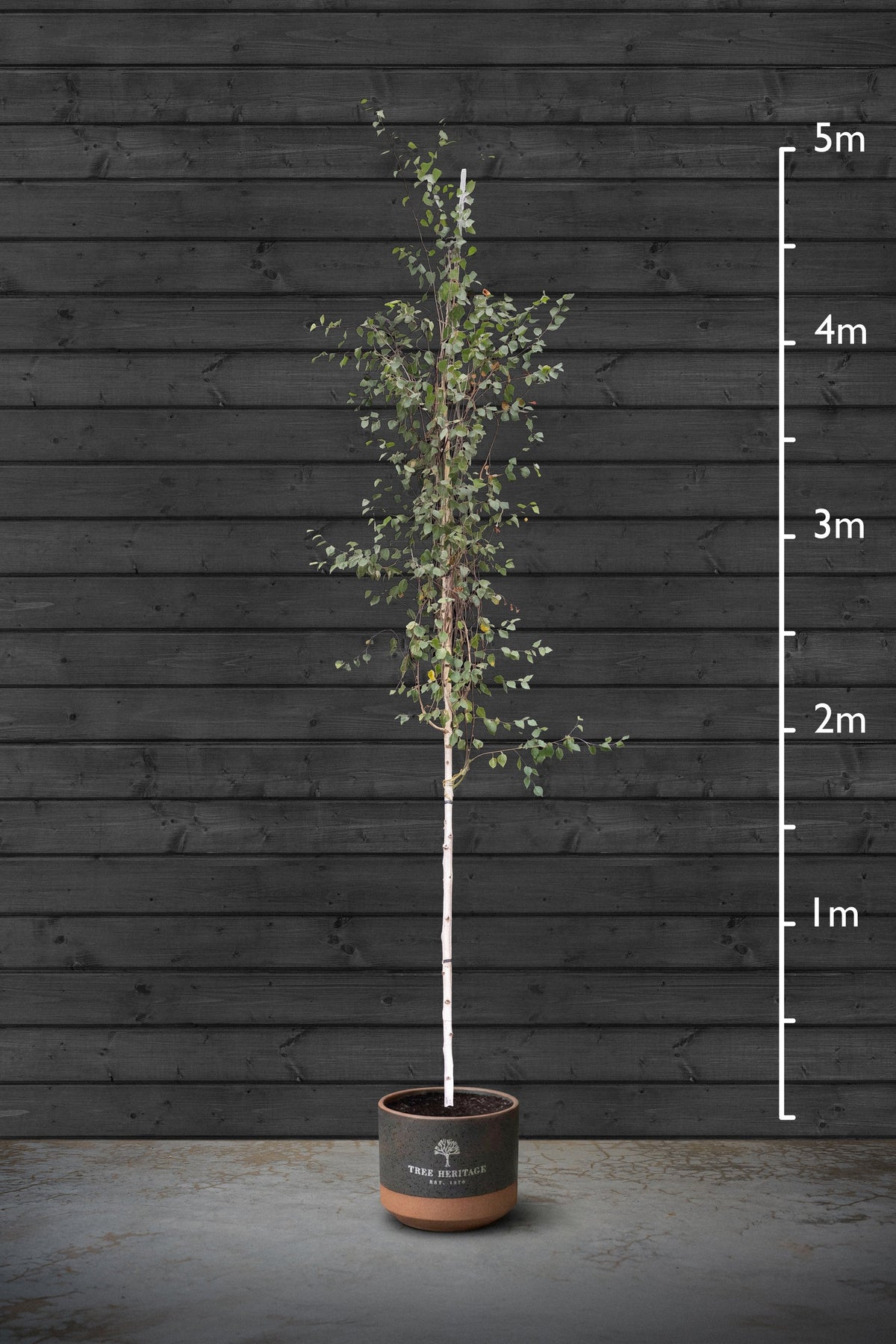 10-12cm