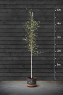 Himalayan Birch | Betula Utilis Standard Trees