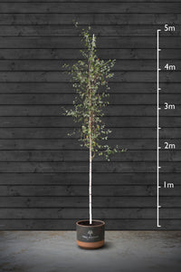 Himalayan Birch | Betula Utilis Standard Trees