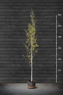 Himalayan Birch | Betula Utilis Standard Trees