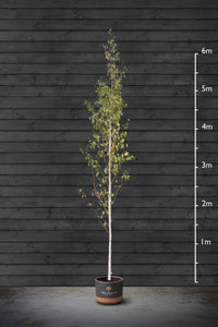 Himalayan Birch | Betula Utilis Standard Trees