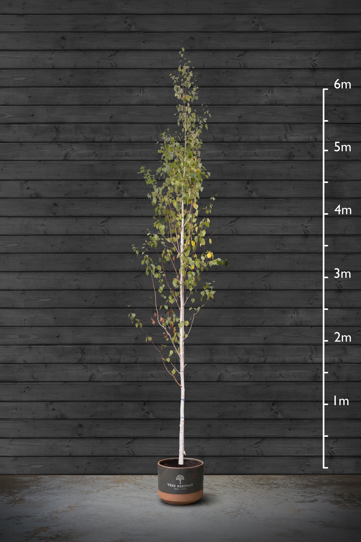Himalayan Birch | Betula Utilis Standard Trees