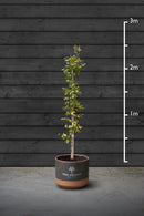 Hornbeam Hedging Plant | Carpinus Betulus
