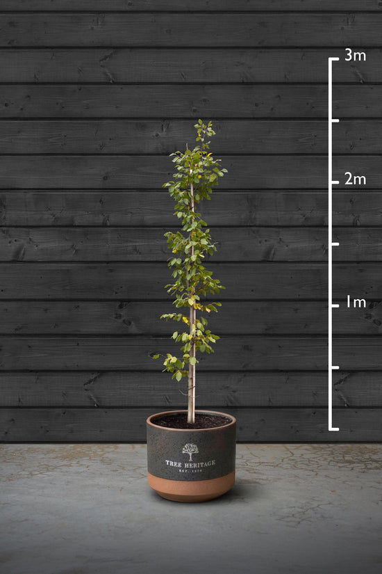 Hornbeam Hedging Plant | Carpinus Betulus