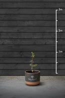 Hornbeam Hedging Plant | Carpinus Betulus