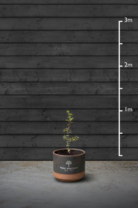 Hornbeam Hedging Plant | Carpinus Betulus