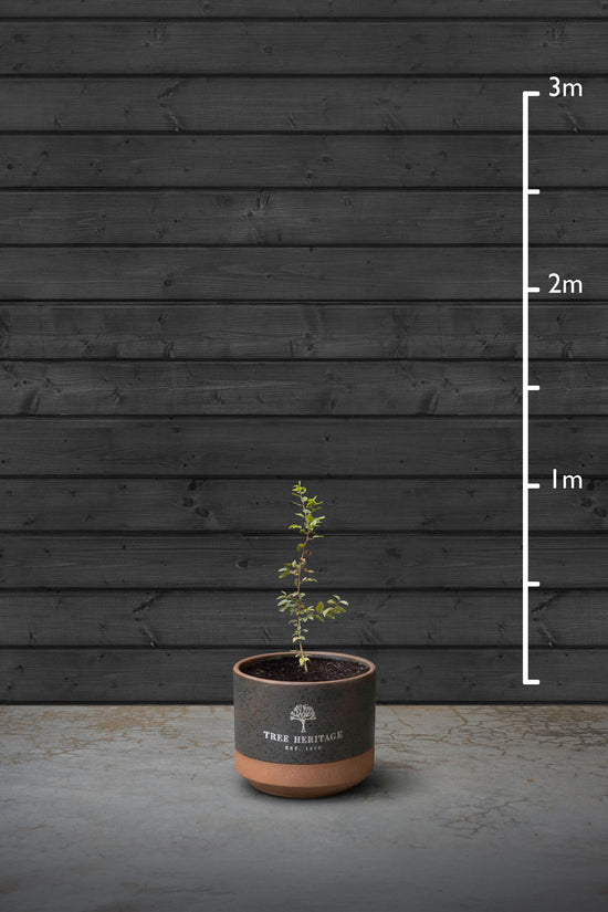 Hornbeam Hedging Plant | Carpinus Betulus