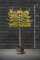 Pleached Hornbeam Trees | Carpinus Betulus