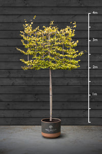 Pleached Hornbeam Trees | Carpinus Betulus