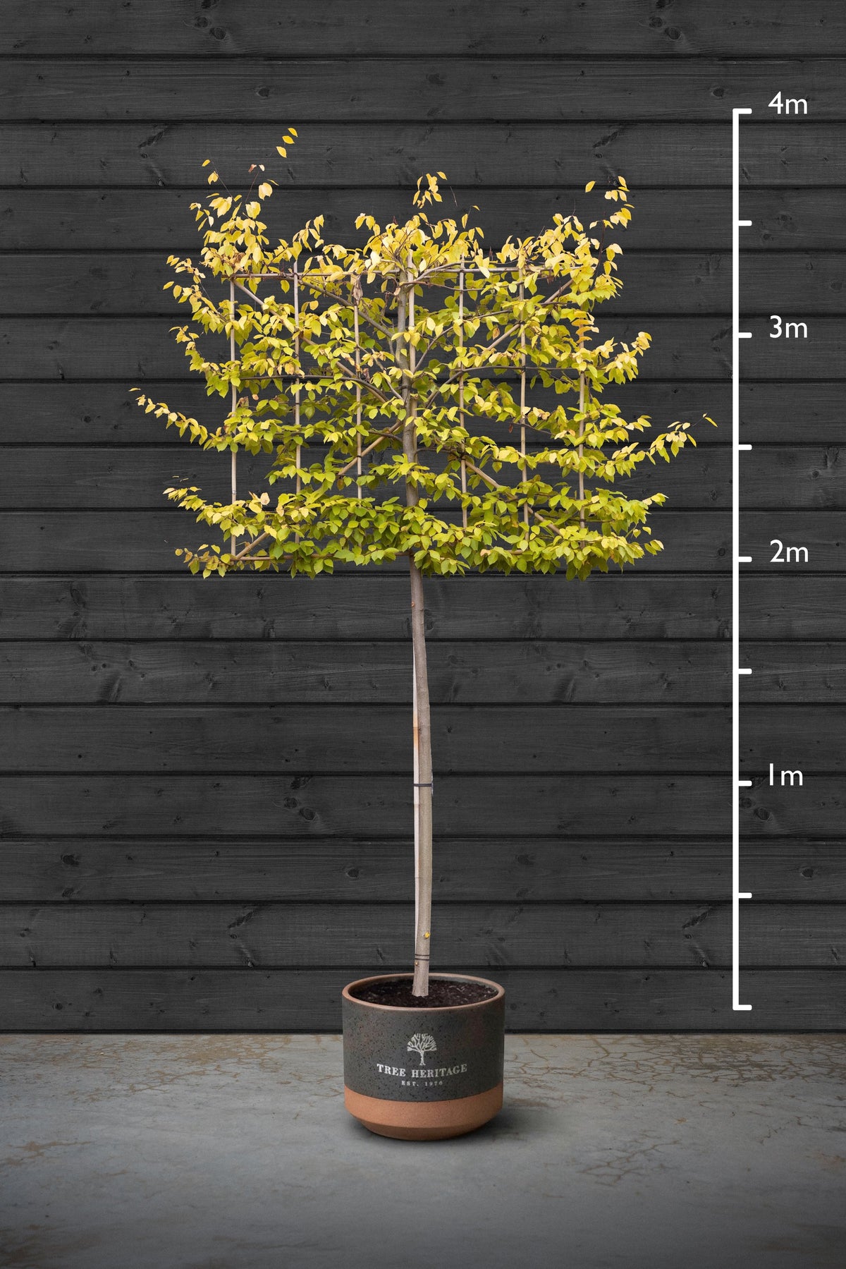 Pleached Hornbeam Trees | Carpinus Betulus