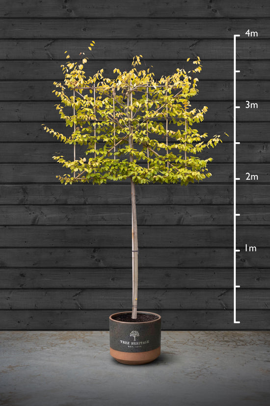 Pleached Hornbeam Trees | Carpinus Betulus