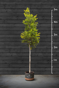 Common Hornbeam | Carpinus Betulus Standard Trees