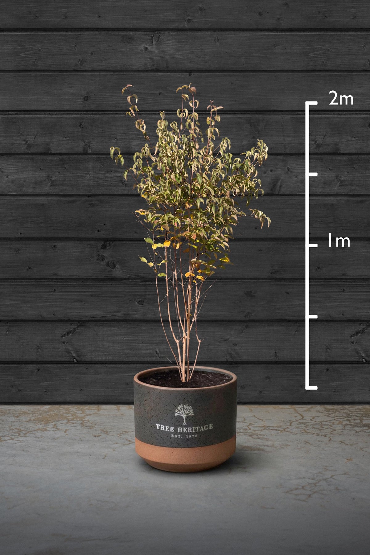 100-150cm