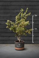 Kousa Dogwood Multi-Stem Trees | Cornus Kousa 'China girl'